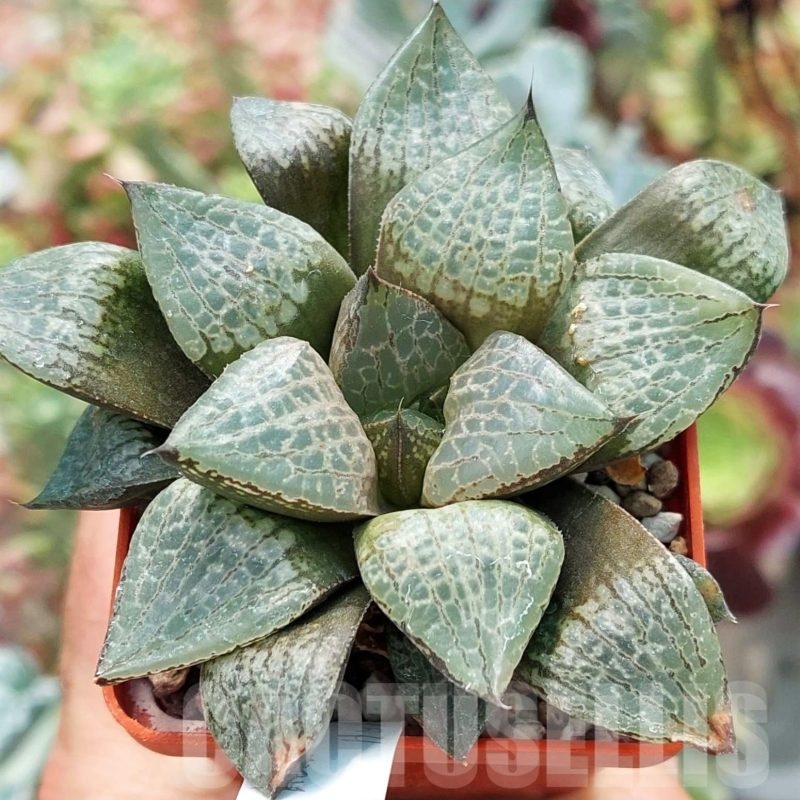 LOT573 10 SEEDS Haworthia comptoniana select form 2023