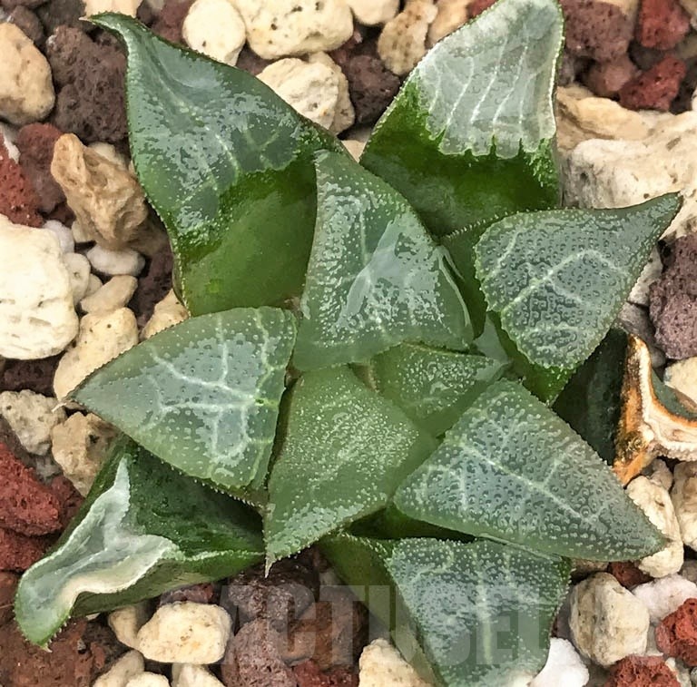 LOT574 10 SEEDS Haworthia bayeri, De rust 2023