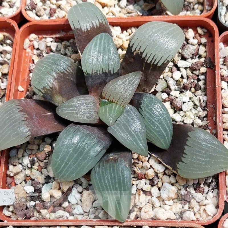 LOT575 10 SEEDS Haworthia bayeri  2023