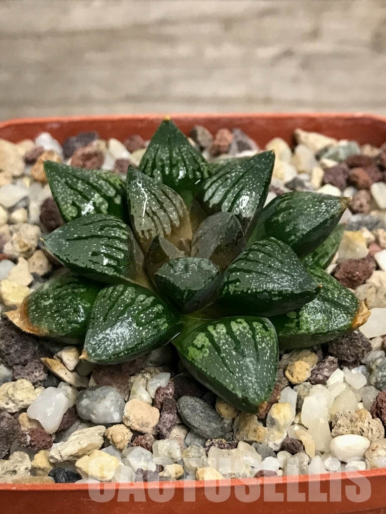 LOT567 10 SEEDS Haworthia cv. 'Kuroshima Dekenahii' - Image 2