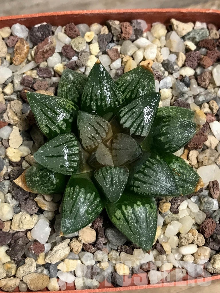 LOT567 10 SEEDS Haworthia cv. 'Kuroshima Dekenahii'