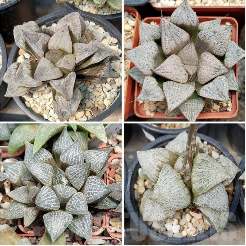 LOT572 10 SEEDS Haworthia magnifica var. splendens hybrid 2025