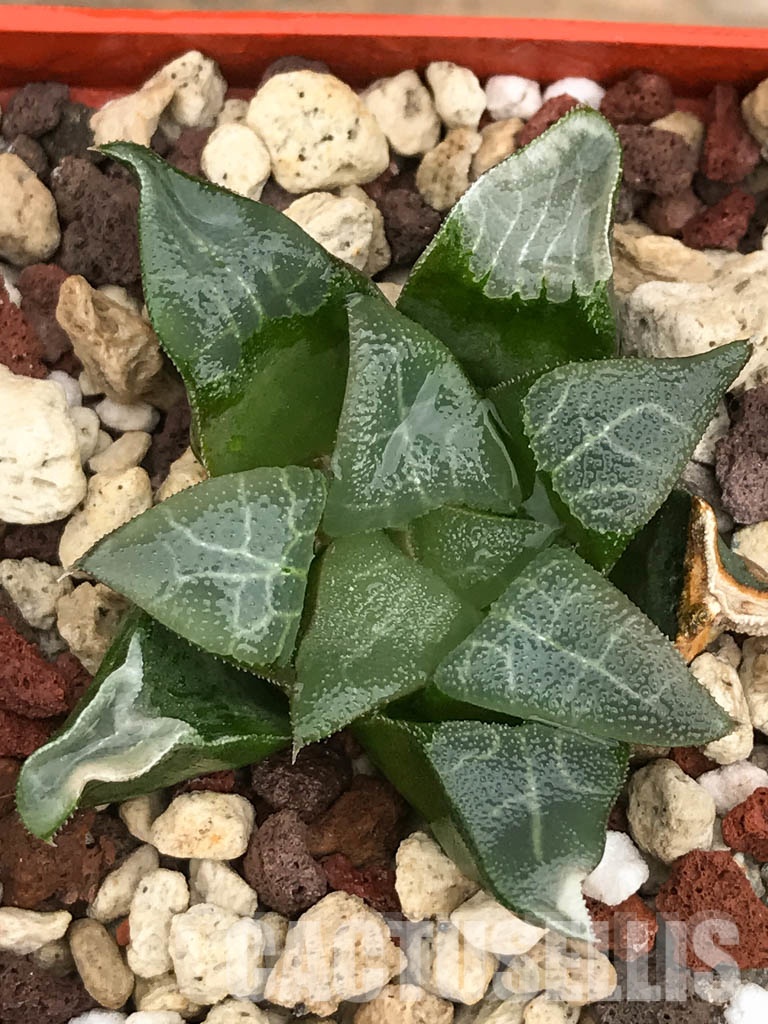 LOT574 10 SEEDS Haworthia bayeri, De rust 2023