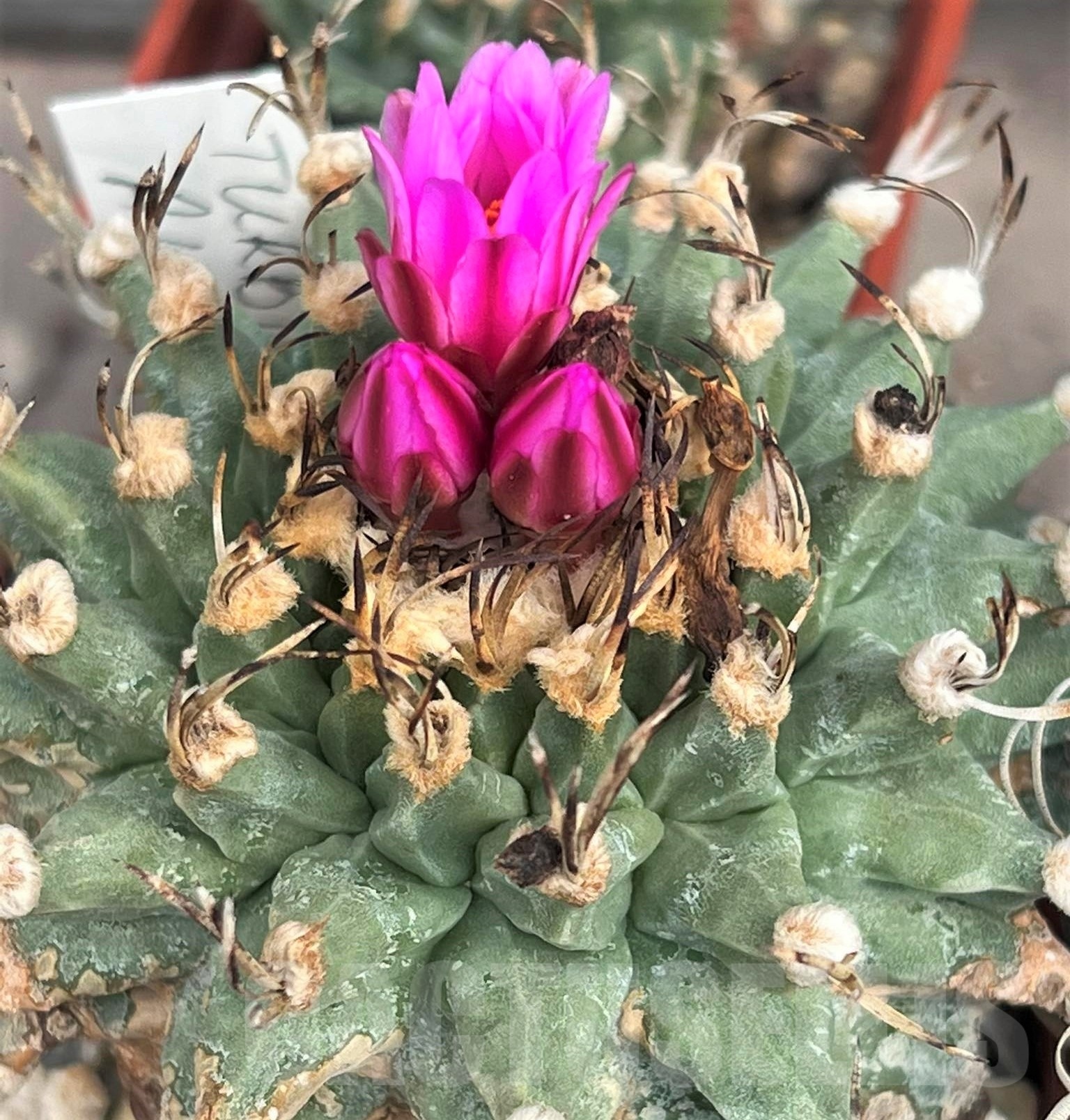 SHPR10910 Turbinicarpus alonsoi RS 546