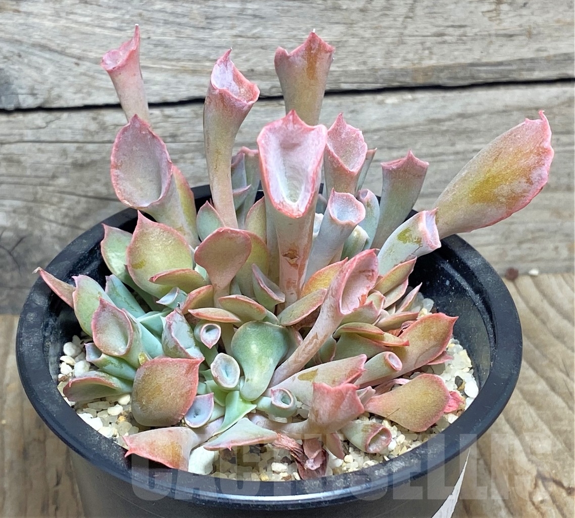 SHPR11411 Echeveria 'Trumpet' - immagine 2