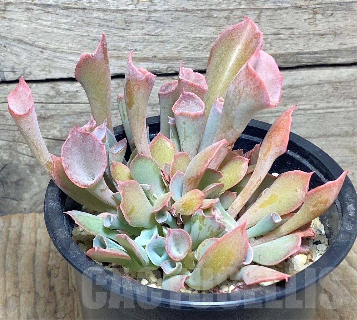SHPR11411 Echeveria 'Trumpet'