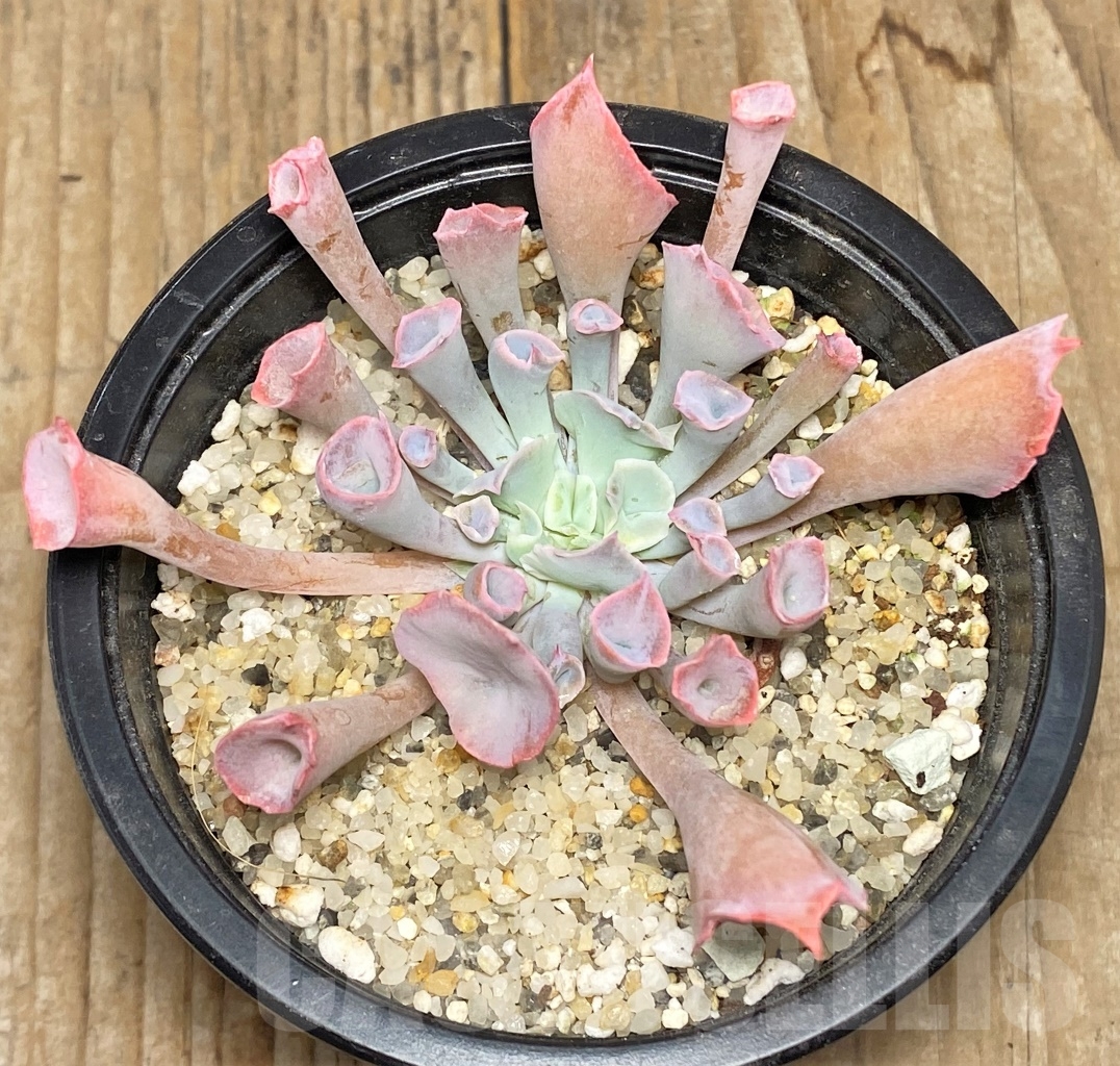 SHPR11410 Echeveria 'Trumpet' - immagine 2