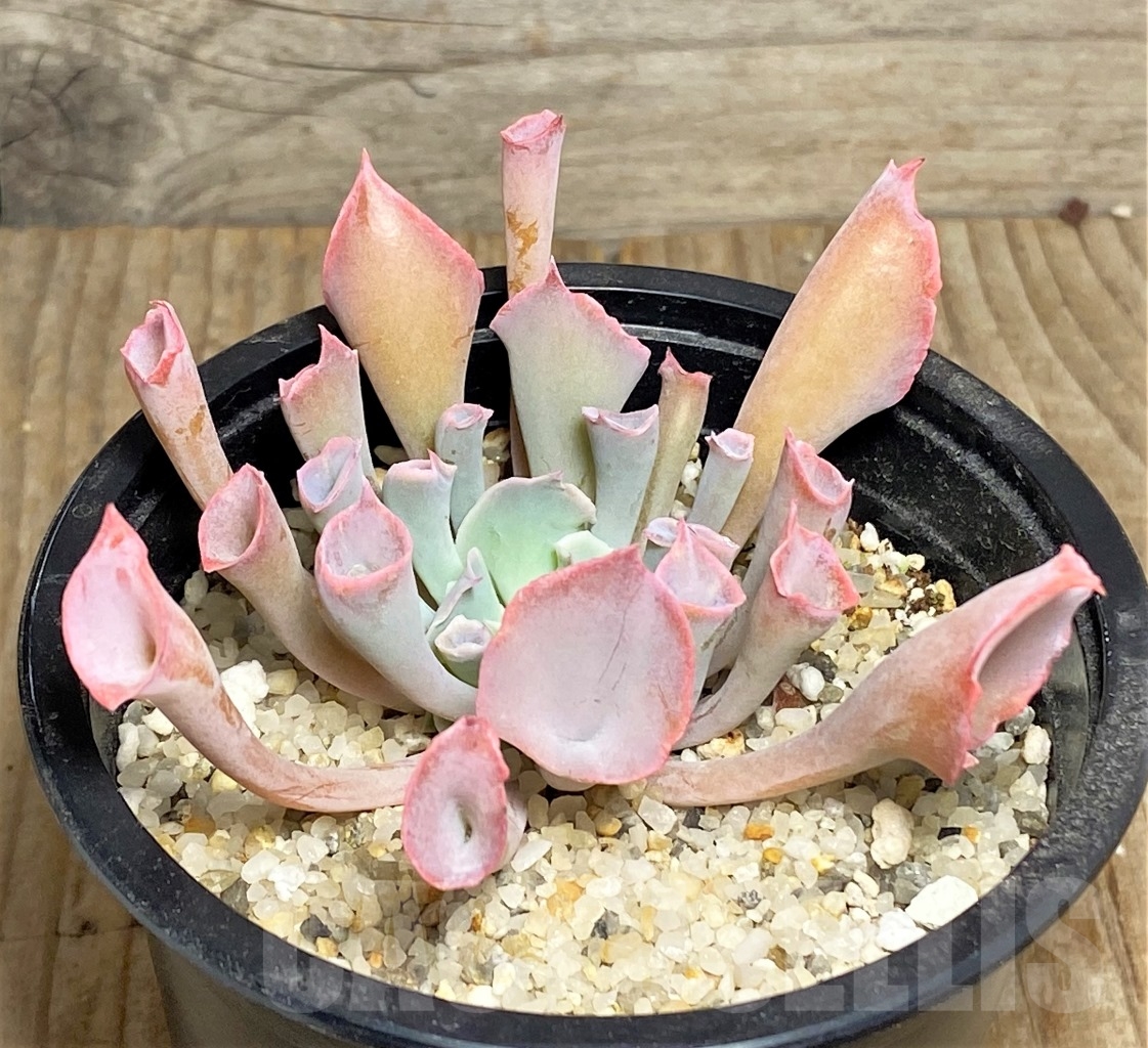 SHPR11410 Echeveria 'Trumpet'