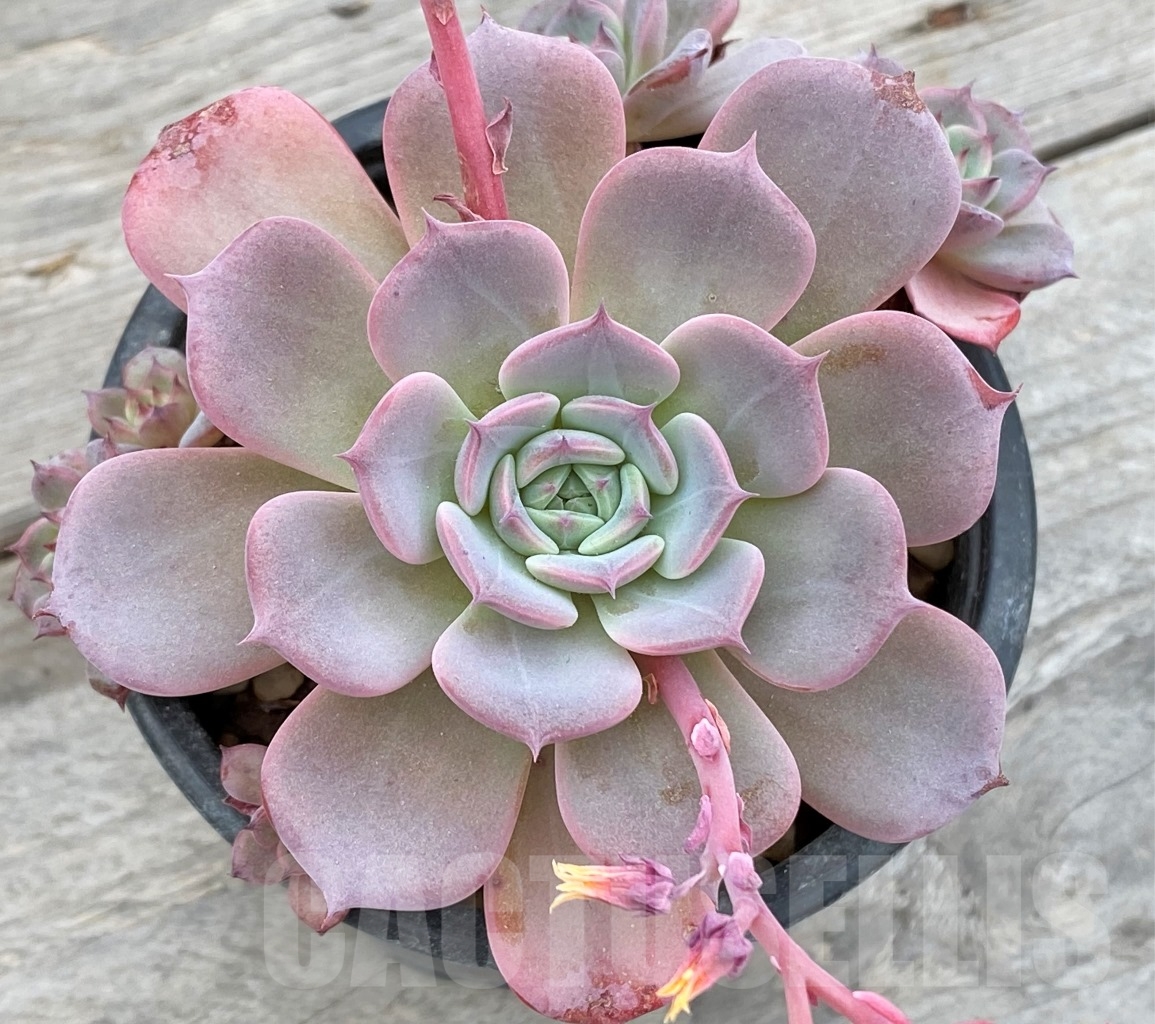 SHPR11024 Echeveria 'Lawrence'