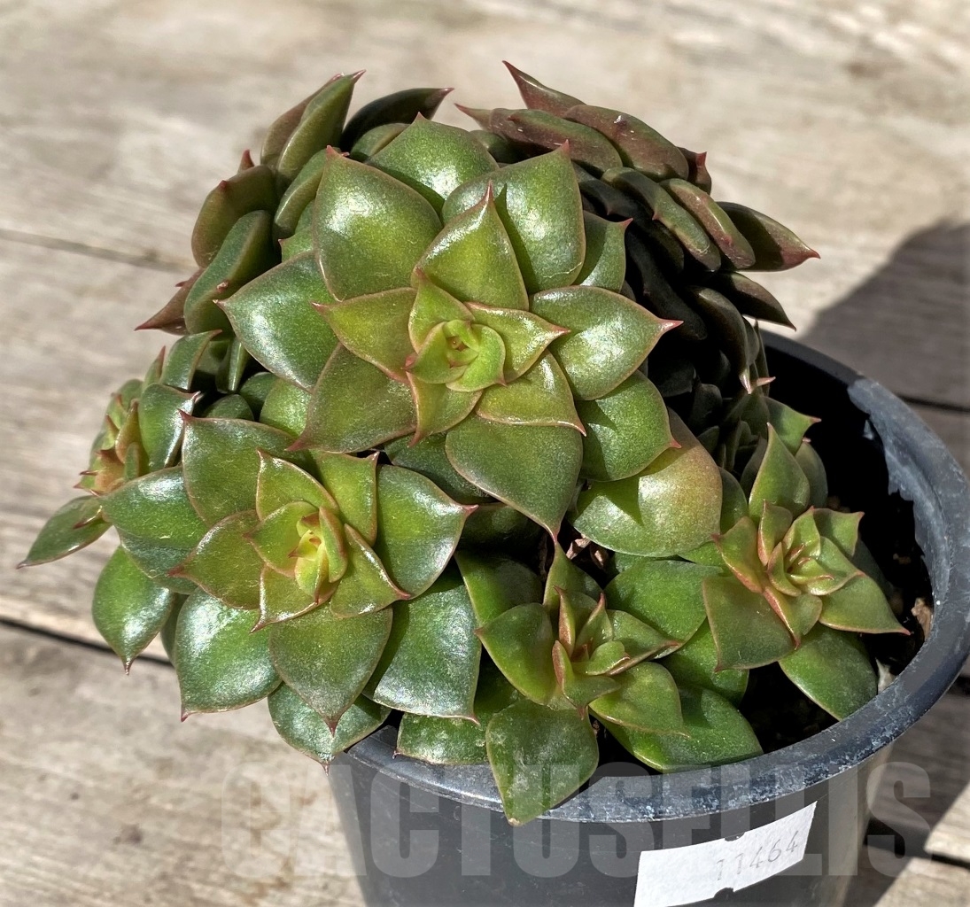SHPR11464 Echeveria 'Golden Flame'