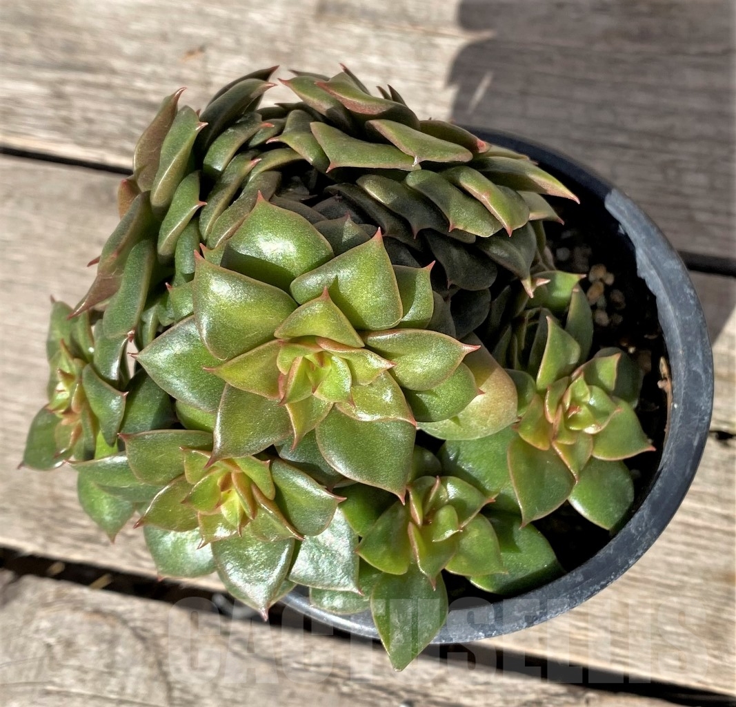 SHPR11464 Echeveria 'Golden Flame' - immagine 2