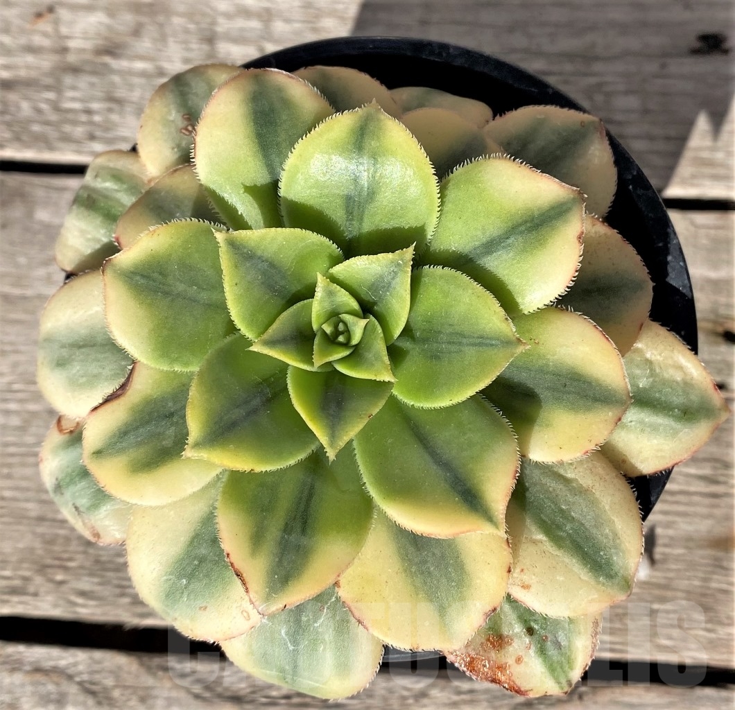 SHPR15347 Aeonium 'Sunburst'