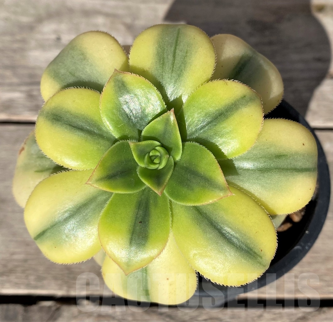 SHPR15348 Aeonium 'Sunburst'