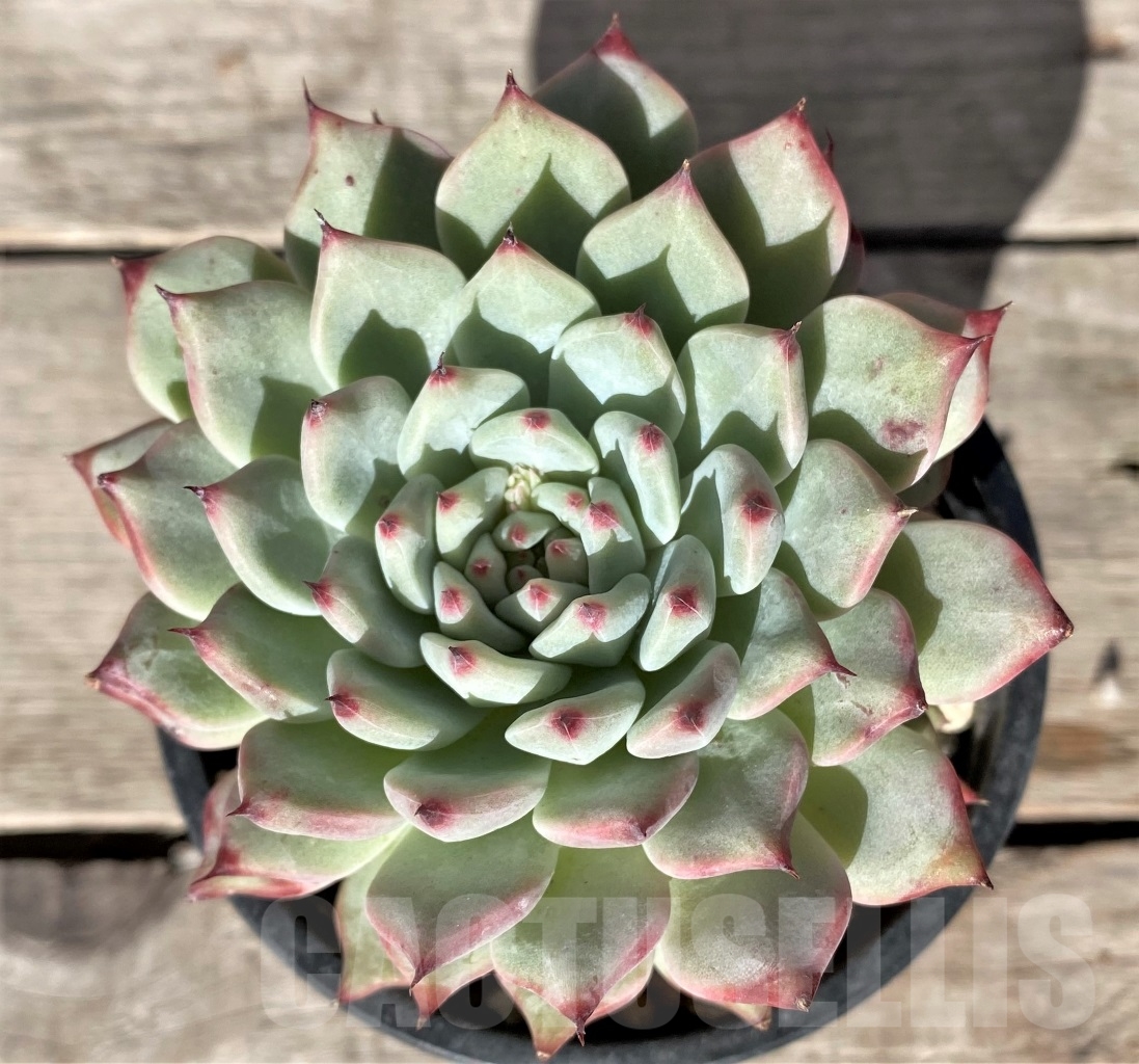 SHPR15349 Echeveria 'Green Paw' - immagine 2