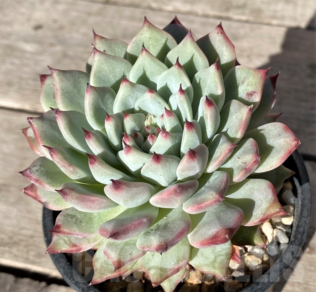 SHPR15349 Echeveria 'Green Paw'