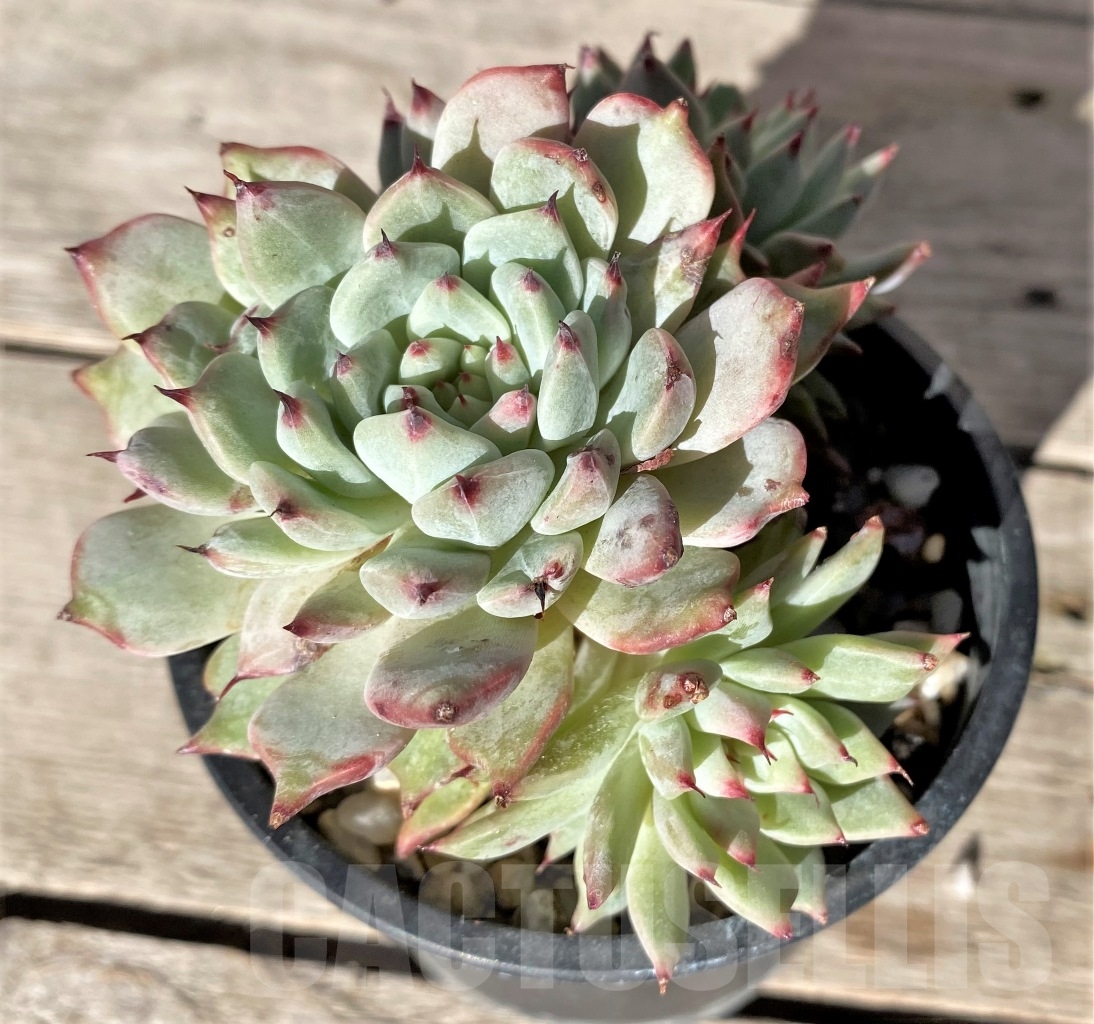 SHPR15354 Echeveria ‘Green Paw’