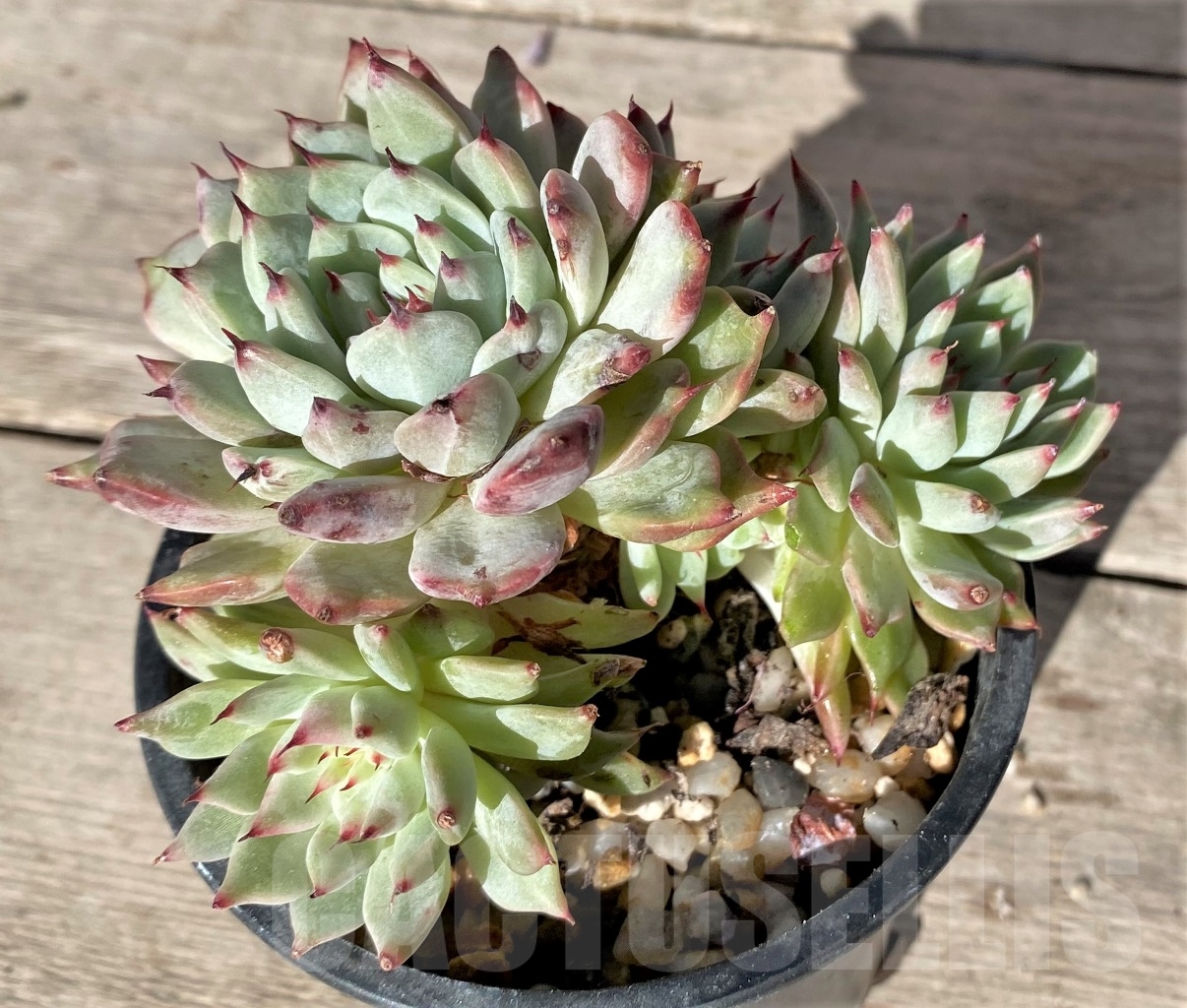 SHPR15354 Echeveria ‘Green Paw’ – Bild 2