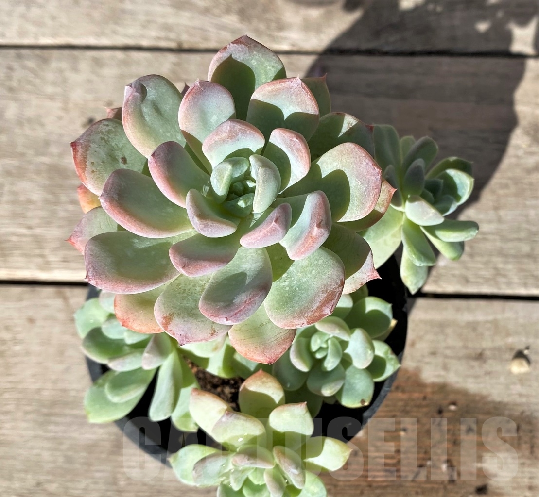 SHPR15356 Echeveria hybrid - Image 2