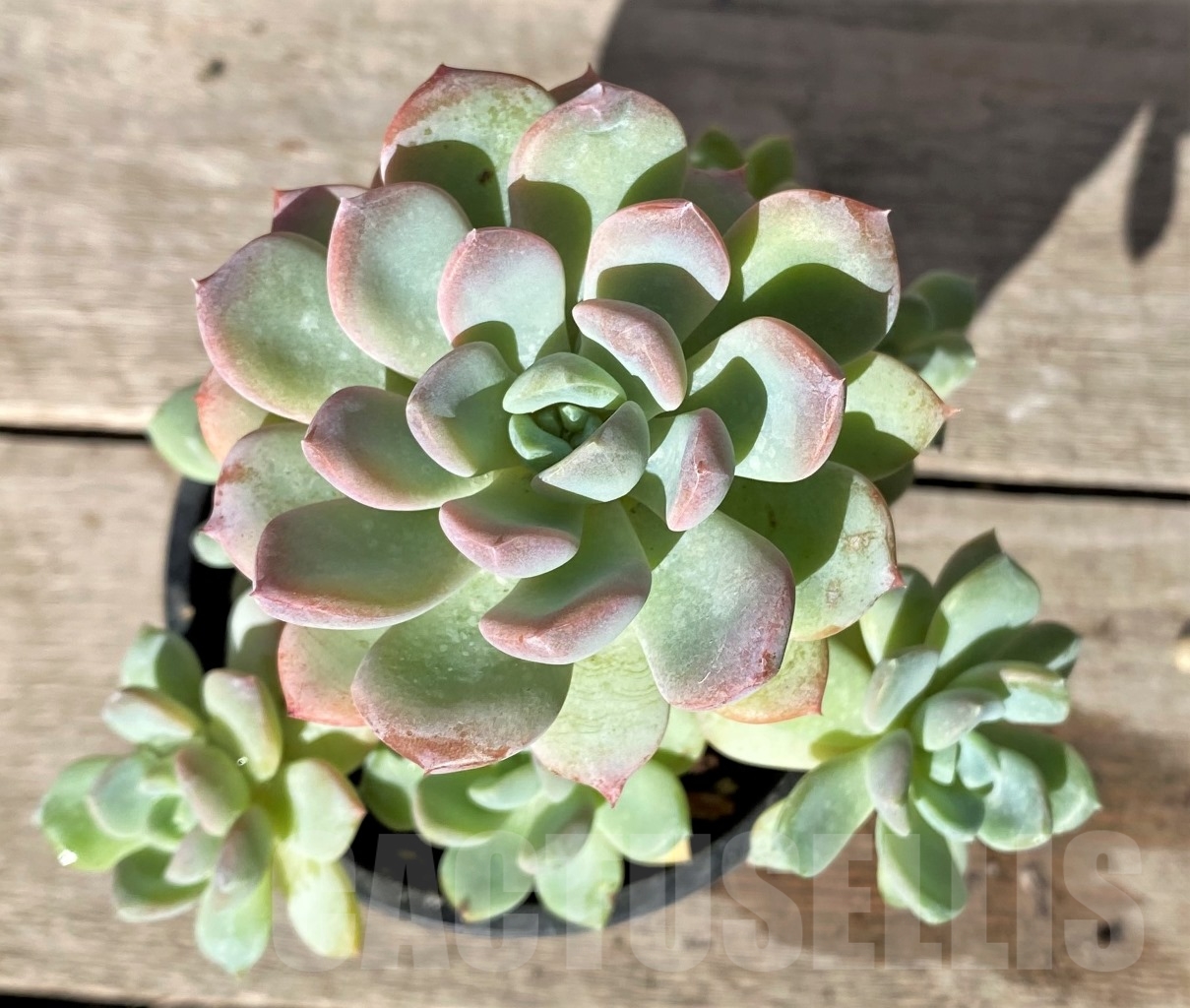 SHPR15356 Echeveria hybrid