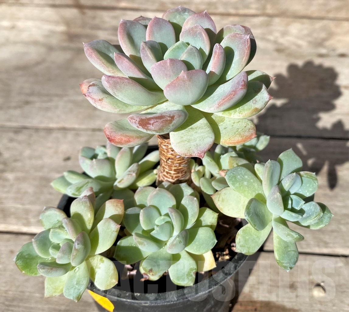 SHPR15356 Echeveria hybrid - Image 3