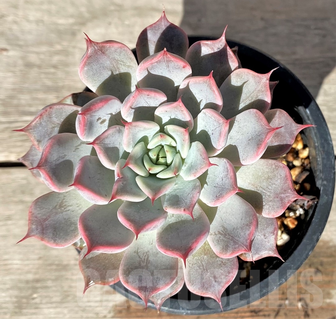 SHPR15358 Echeveria 'Rosea' - Obrázek 2