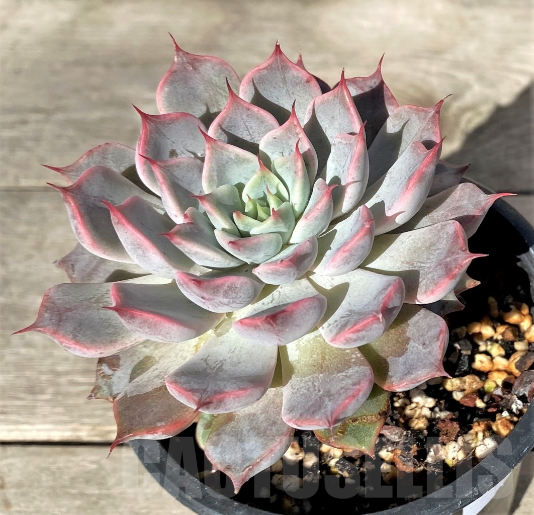 SHPR15358 Echeveria 'Rosea'