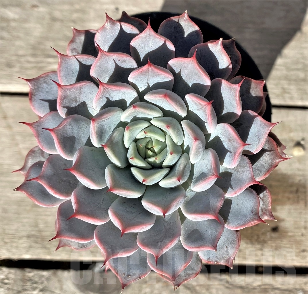 SHPR15359 Echeveria 'Rosea' - Image 2