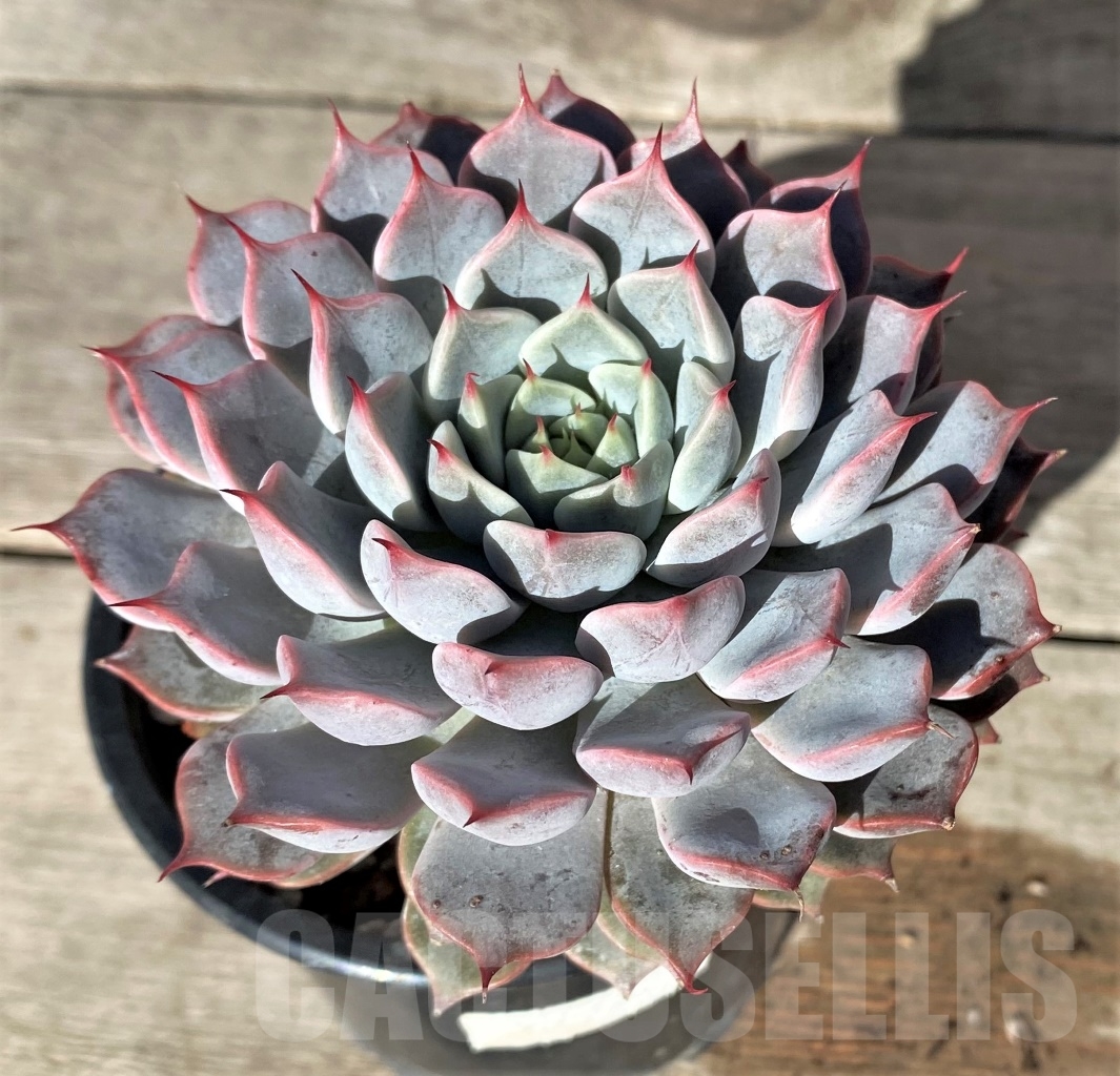 SHPR15359 Echeveria 'Rosea'