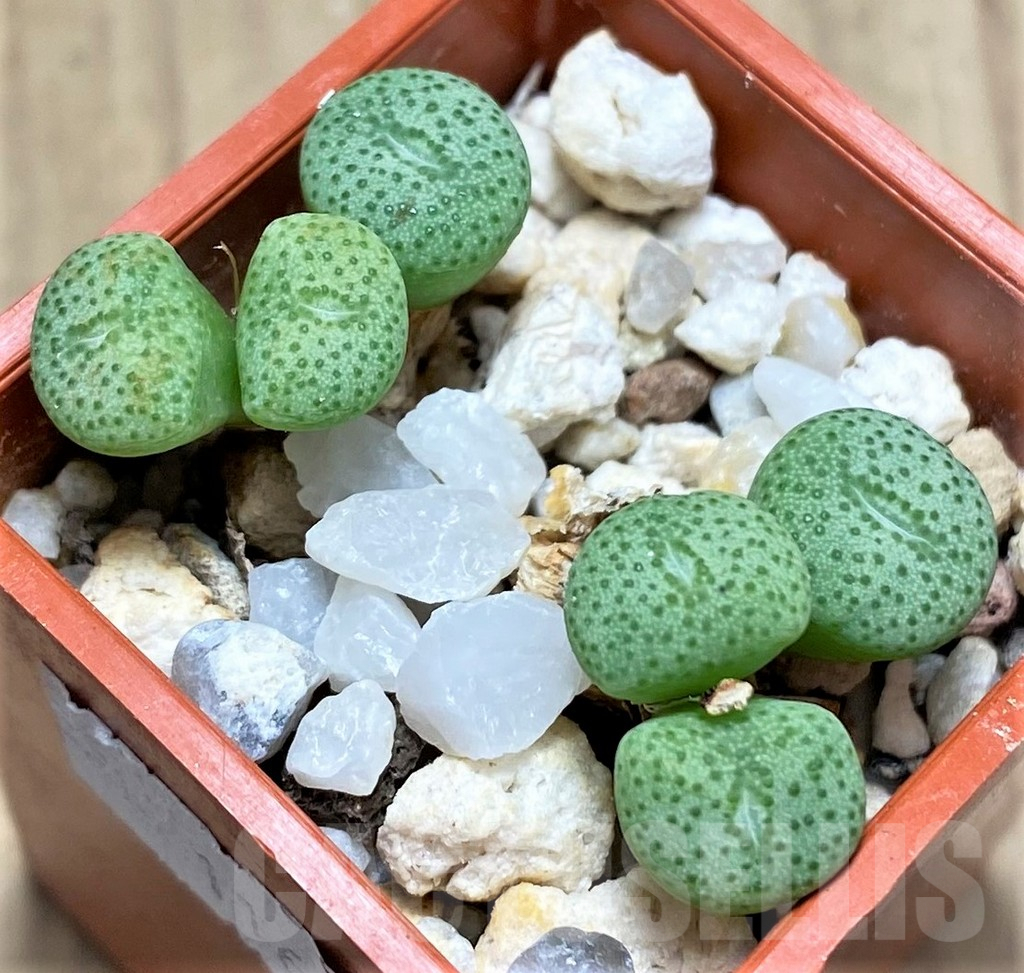 SHPR11606 Conophytum jucundum CR1430