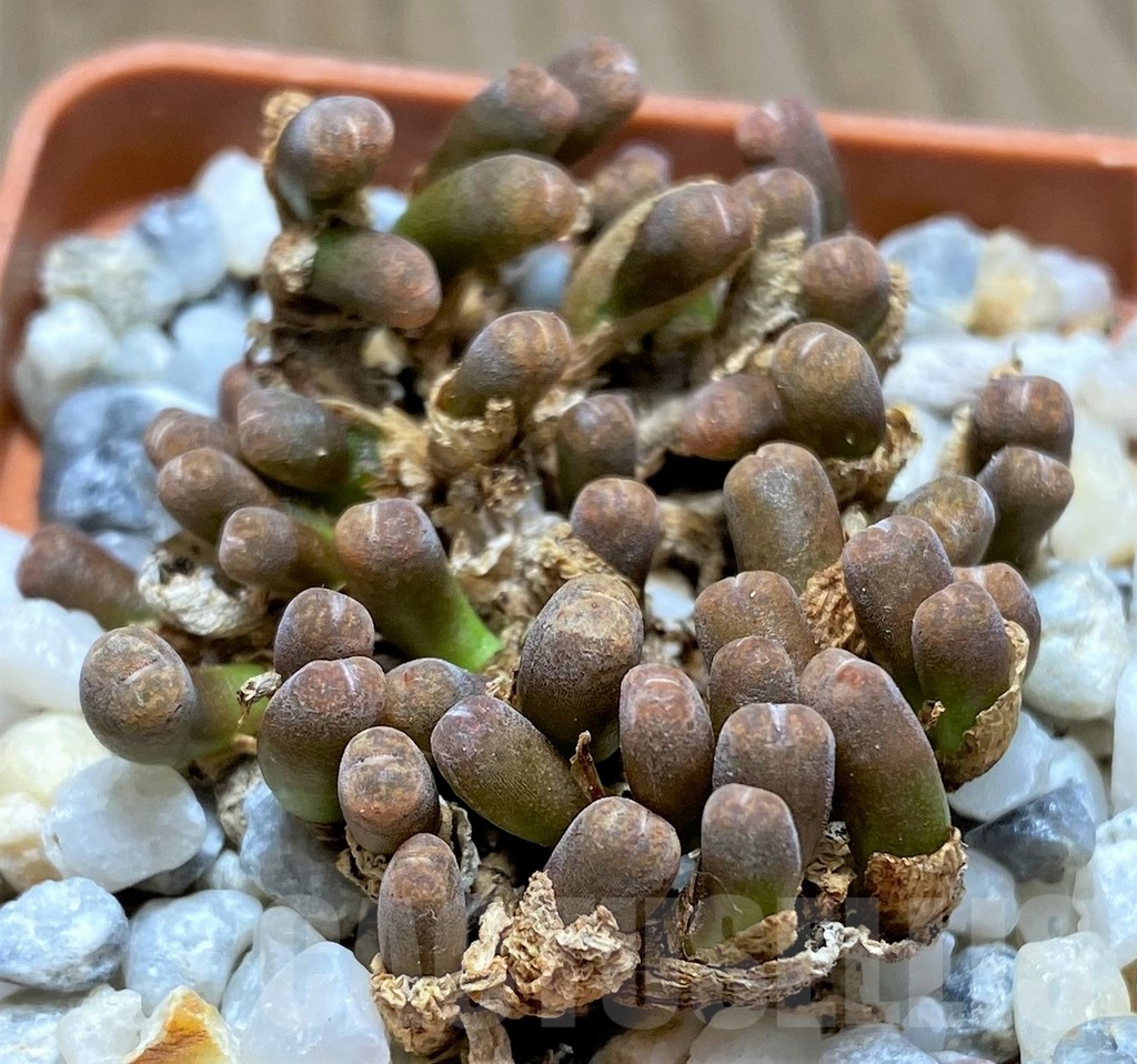 SHPR11617 Conophytum pellucidum ssp. cupreatum v. terrestre -S. of Gamoep-