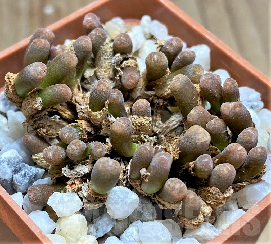 SHPR11617 Conophytum pellucidum ssp. cupreatum v. terrestre -S. of Gamoep- - Image 2