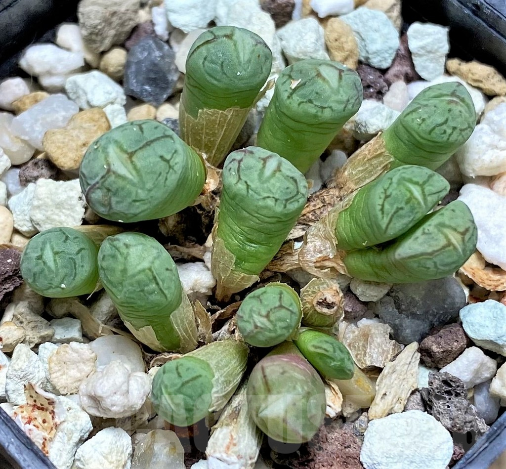 SHPR11618 Conophytum wittebergense - Image 2