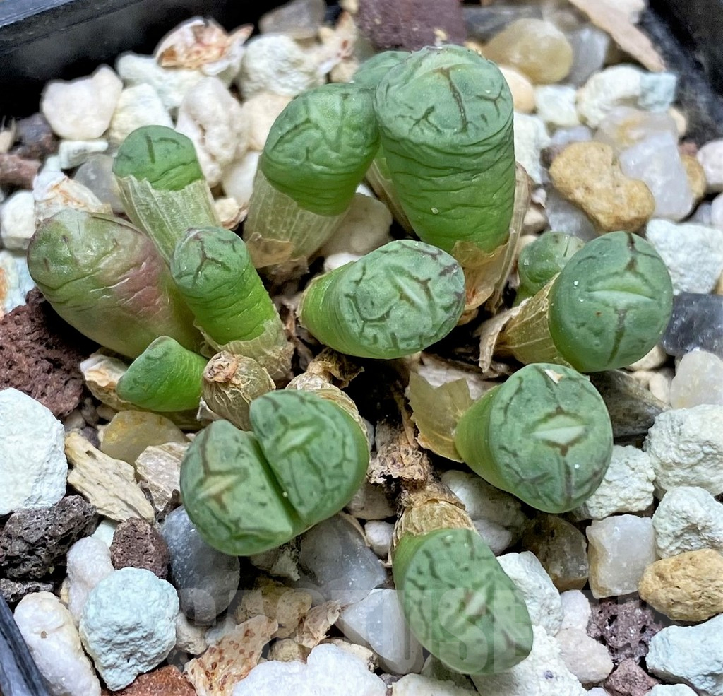 SHPR11618 Conophytum wittebergense
