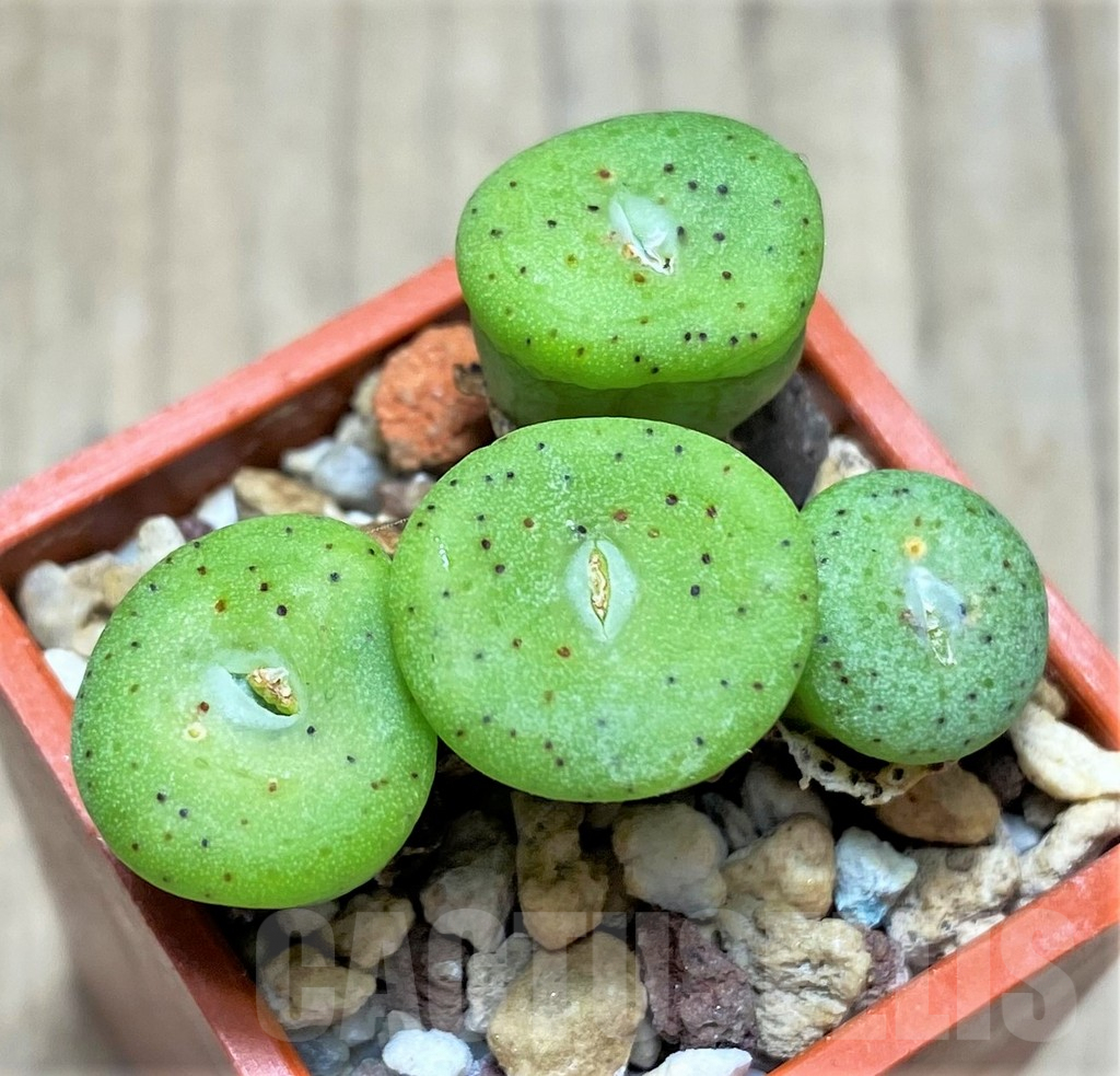 SHPR12184 Conophytum wittebergense ssp fragile