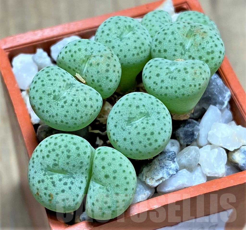 SHPR12188 Conophytum jucundum Jacobsenianum COP 121-04