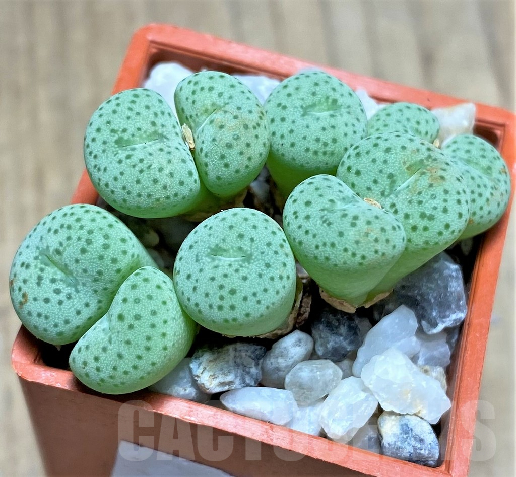 SHPR12188 Conophytum jucundum Jacobsenianum COP 121-04 - immagine 2