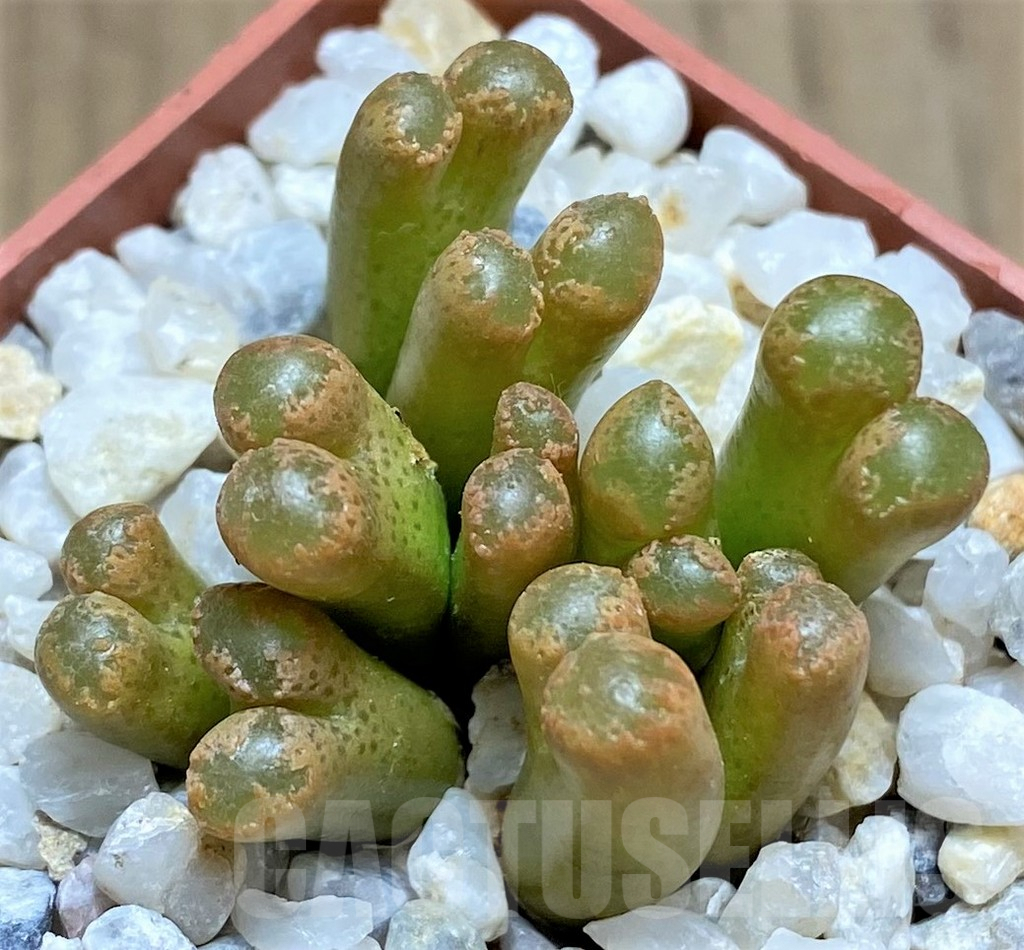 SHPR12951 Conophytum pellucidum ssp. cupreatum - immagine 2