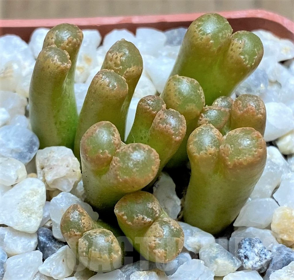 SHPR12951 Conophytum pellucidum ssp. cupreatum - immagine 3