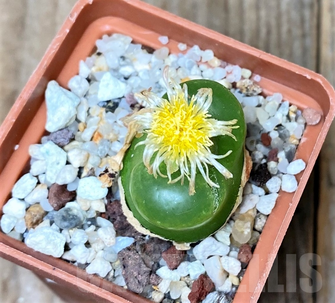 SHPR11304 Conophytum maughanii ssp. armeniacum