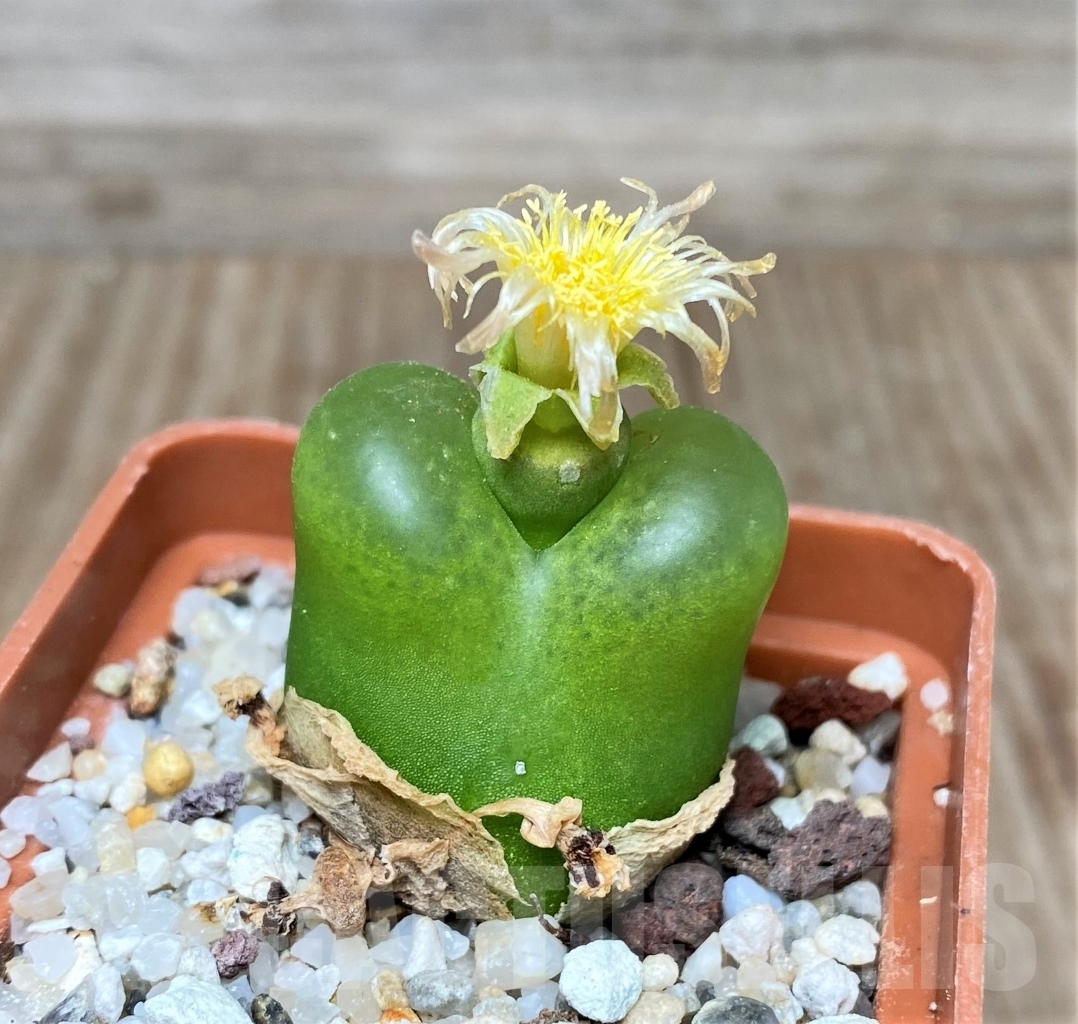 SHPR11304 Conophytum maughanii ssp. armeniacum - Image 3