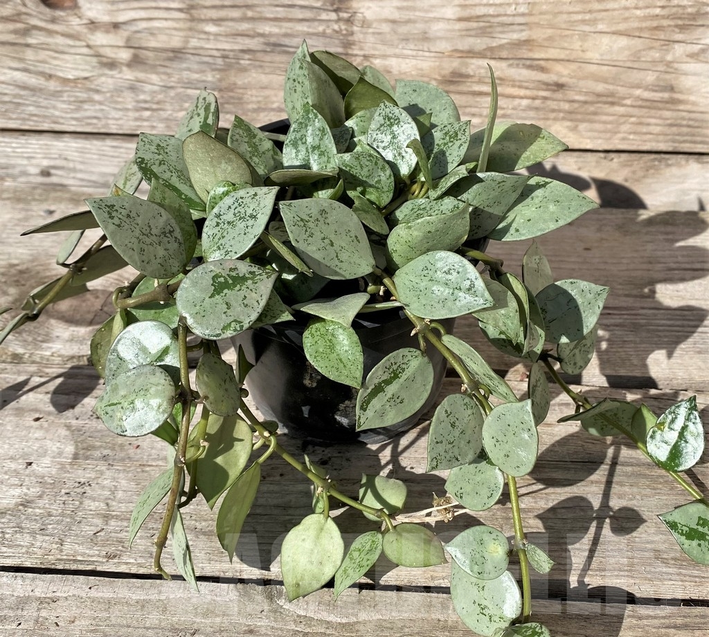 SHPR9439 Hoya krohniana ‘Splash’ - Image 2