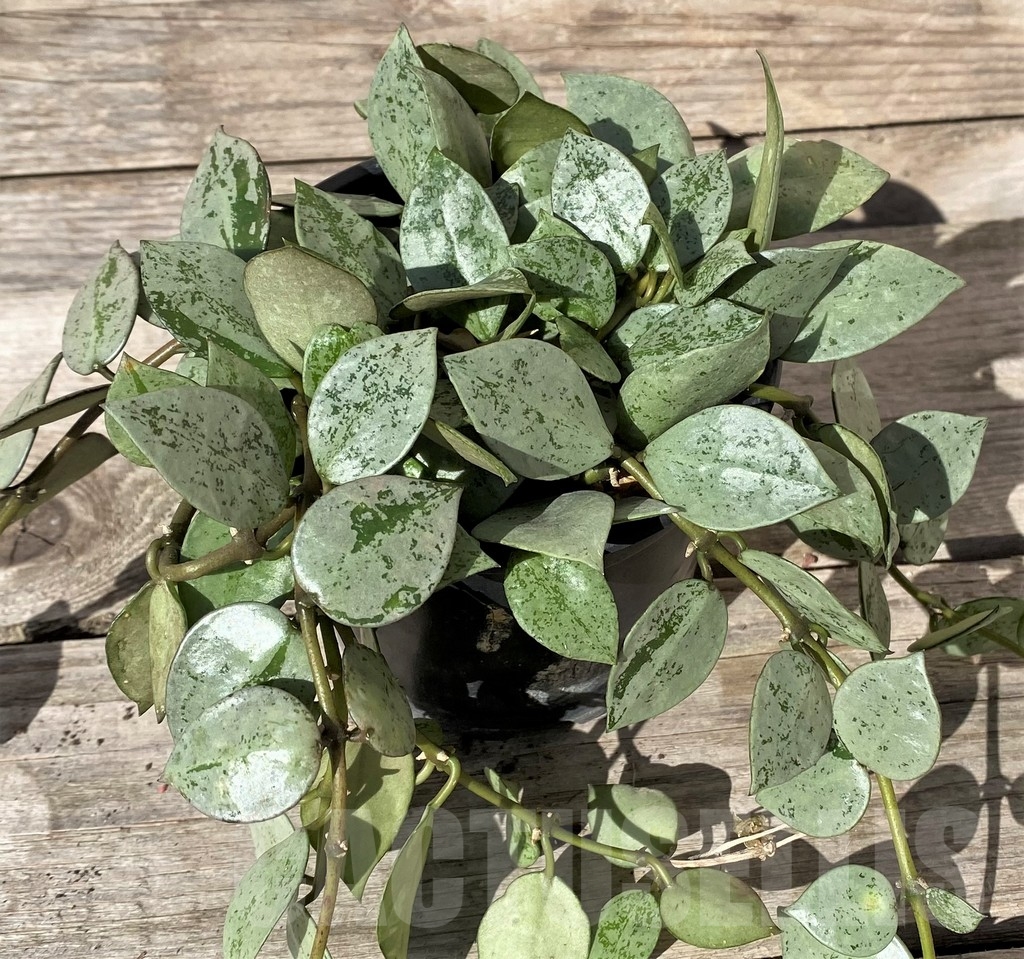 SHPR9439 Hoya krohniana ‘Splash’