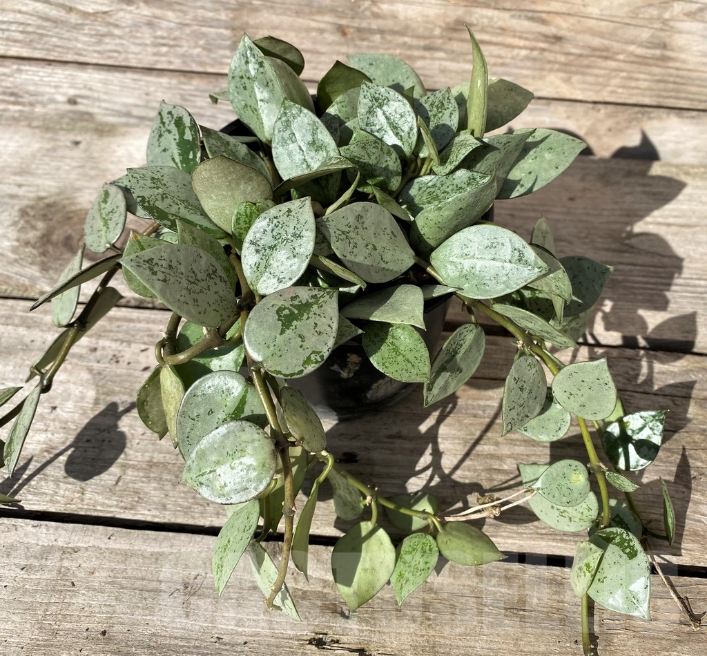 SHPR9439 Hoya krohniana ‘Splash’ - Image 3