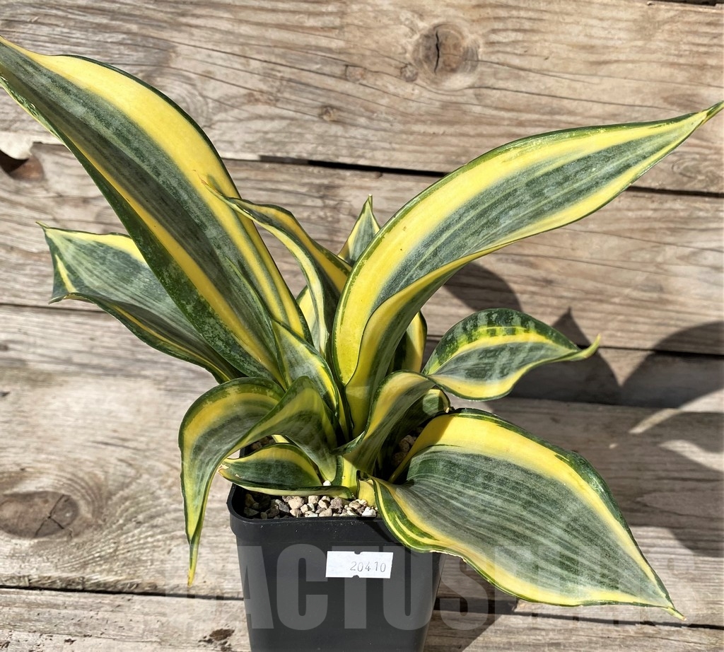 SHPR20410 Sansevieria trifasciata 'Golden Banner'