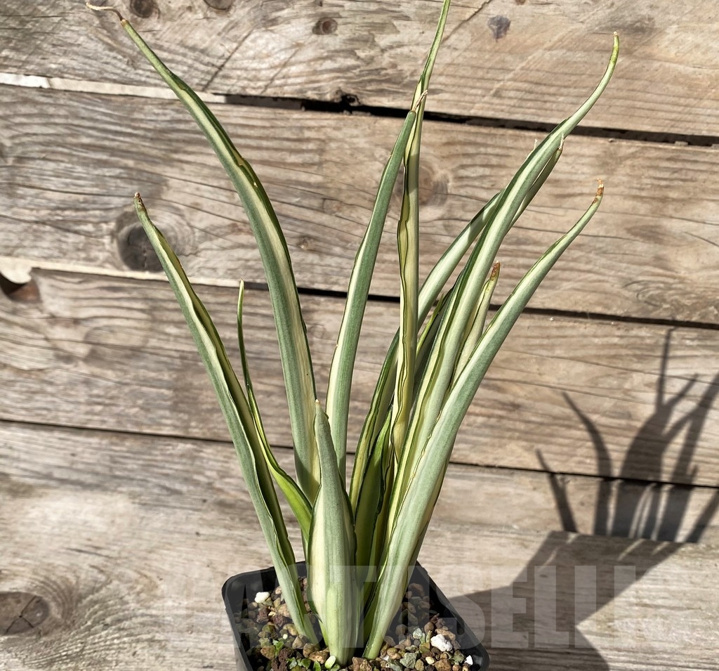 SHPR20411 Sansevieria parva lancet