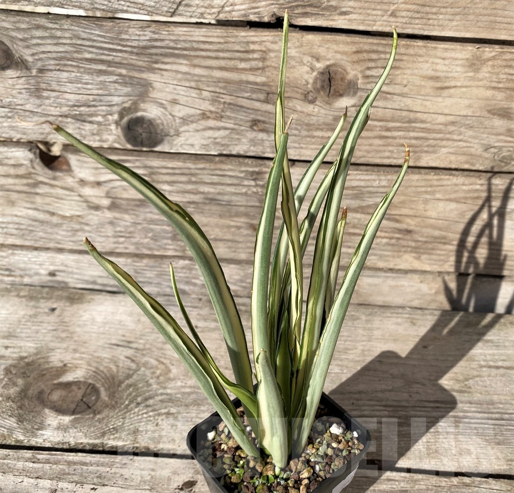 SHPR20411 Sansevieria parva lancet - Obrázek 2