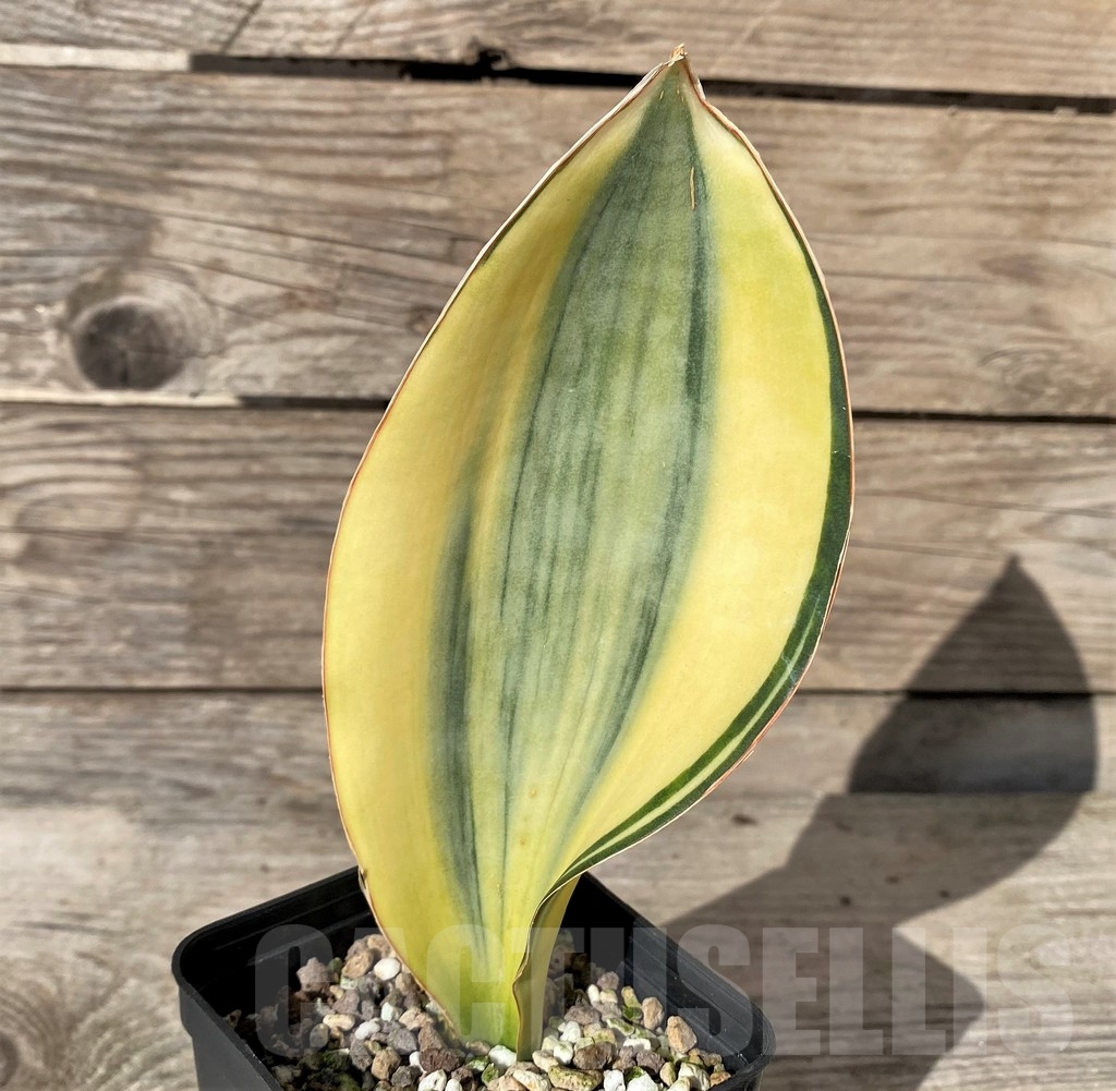 SHPR20413 Sansevieria masoniana f. variegata
