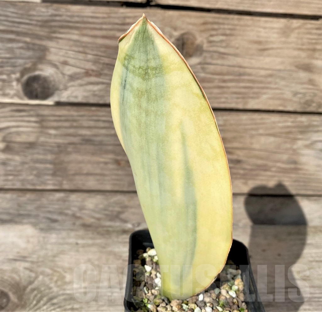 SHPR20413 Sansevieria masoniana f. variegata - Image 2