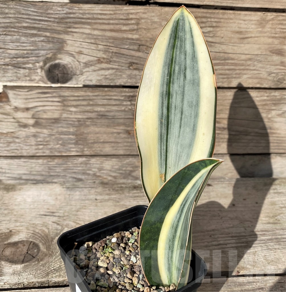 SHPR20414 Sansevieria masoniana f. variegata - Image 2
