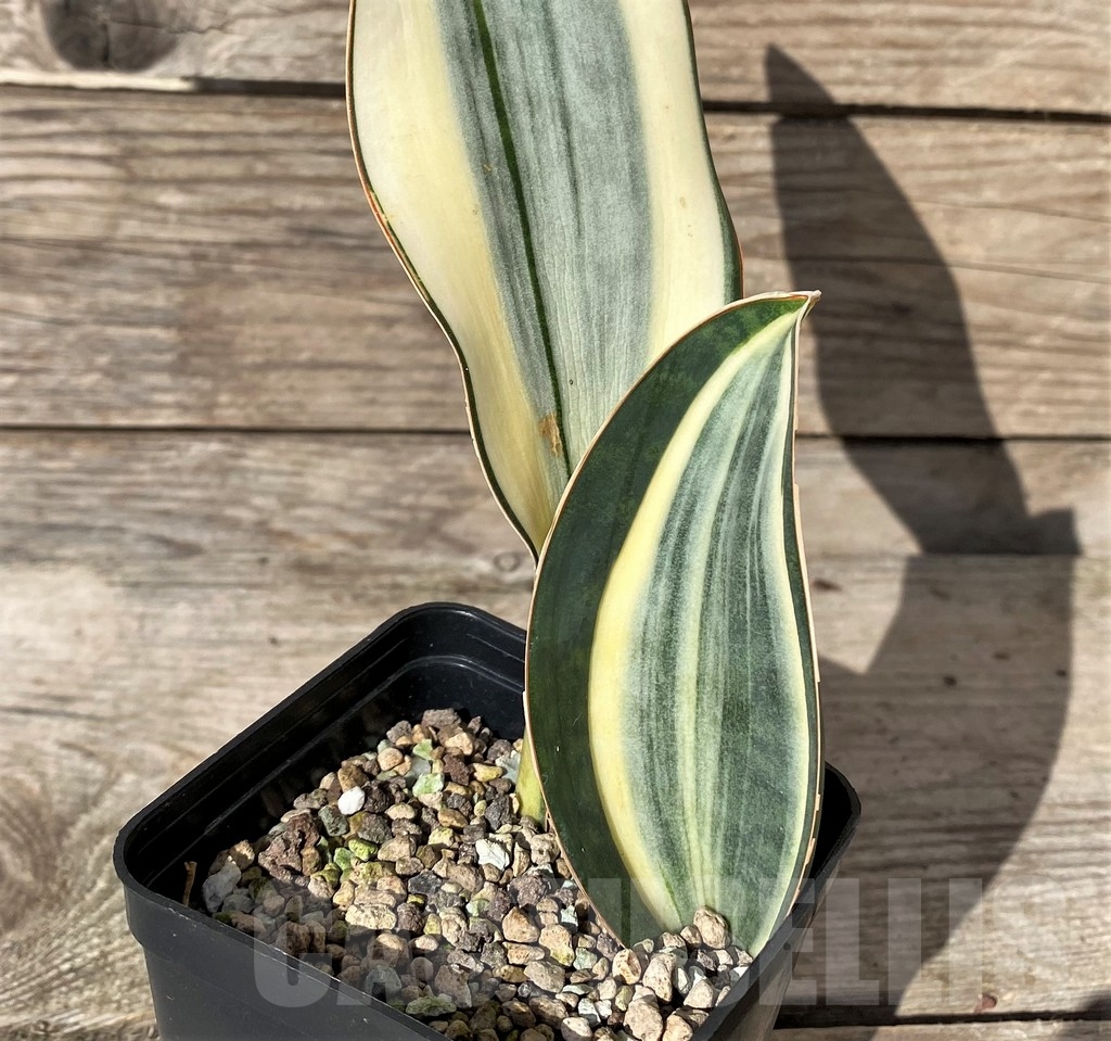 SHPR20414 Sansevieria masoniana f. variegata